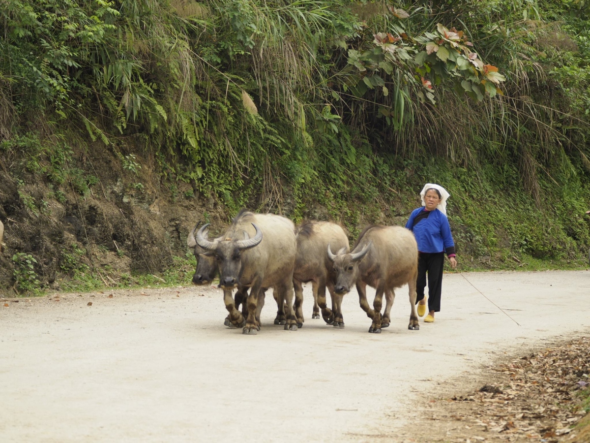 tet khoan vai - goi via trau cua nguoi tay - nung hinh anh 2